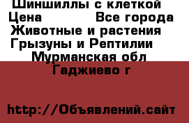 Шиншиллы с клеткой › Цена ­ 8 000 - Все города Животные и растения » Грызуны и Рептилии   . Мурманская обл.,Гаджиево г.
